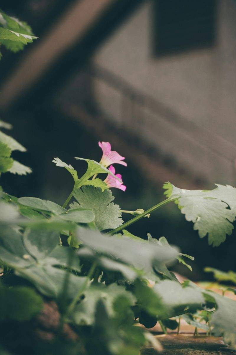 GreenScape Plantcare - Image 12